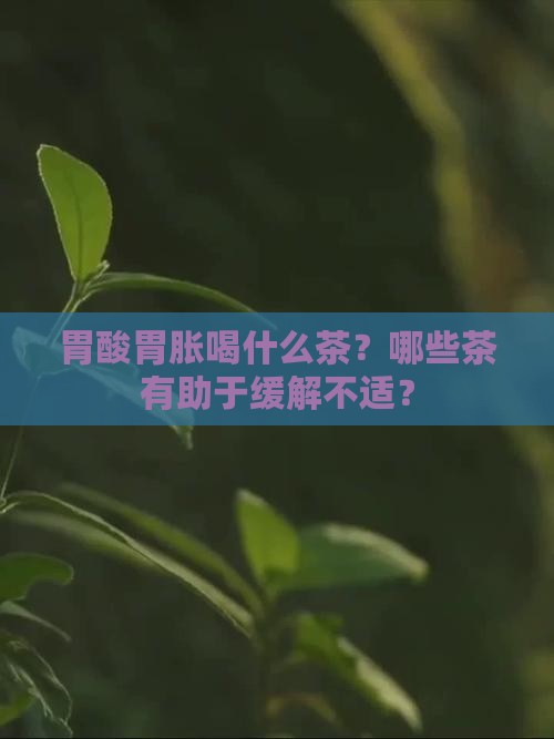 胃酸胃胀喝什么茶？哪些茶有助于缓解不适？