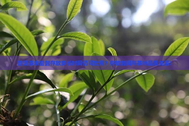 普洱茶未密封存放多长时间仍可饮用？存放时间与茶叶品质关系！