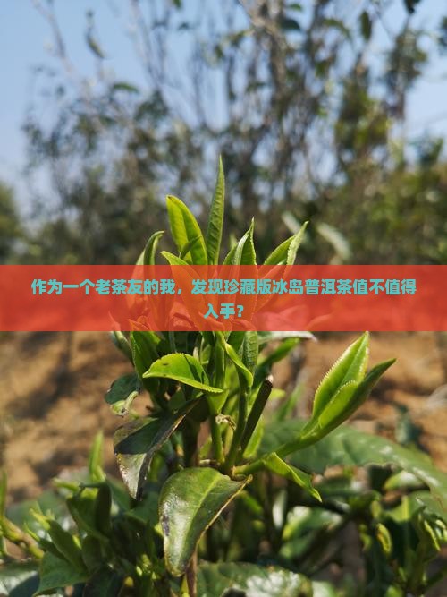 作为一个老茶友的我，发现珍藏版冰岛普洱茶值不值得入手？
