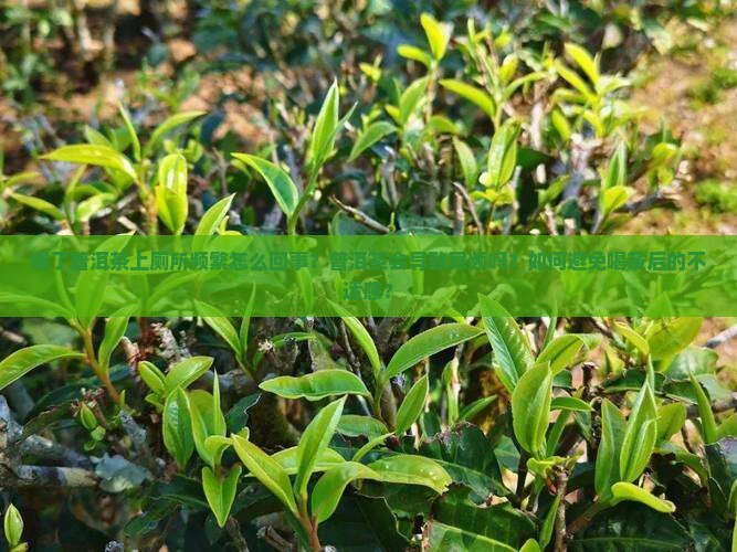 喝了普洱茶上厕所频繁怎么回事？普洱茶会导致尿频吗？如何避免喝茶后的不适感？