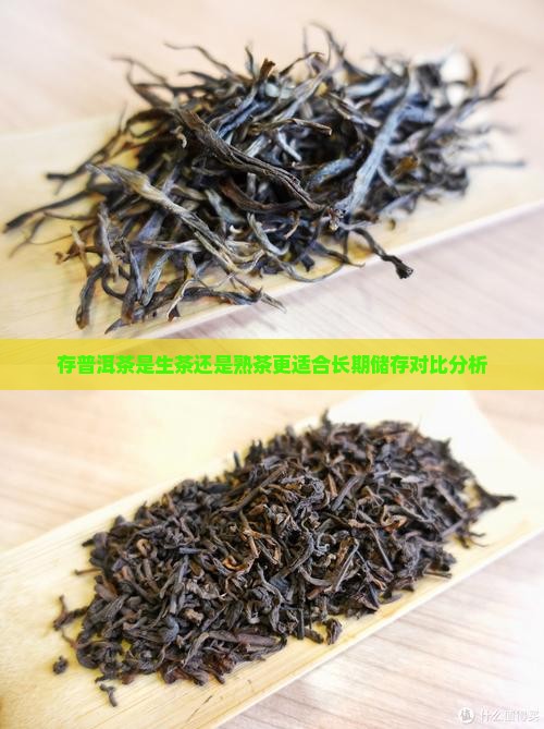 存普洱茶是生茶还是熟茶更适合长期储存对比分析