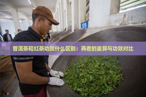 普洱茶和红茶功效什么区别：两者的差异与功效对比