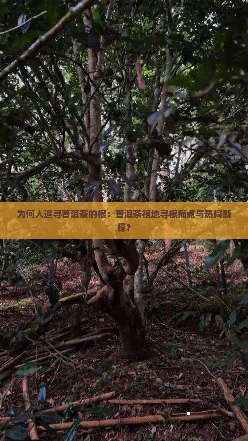 为何人追寻普洱茶的根：普洱茶祖地寻根痛点与热词新探？