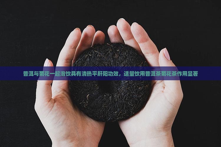 普洱与菊花一起泡饮具有清热平肝阳功效，适量饮用普洱茶菊花茶作用显著