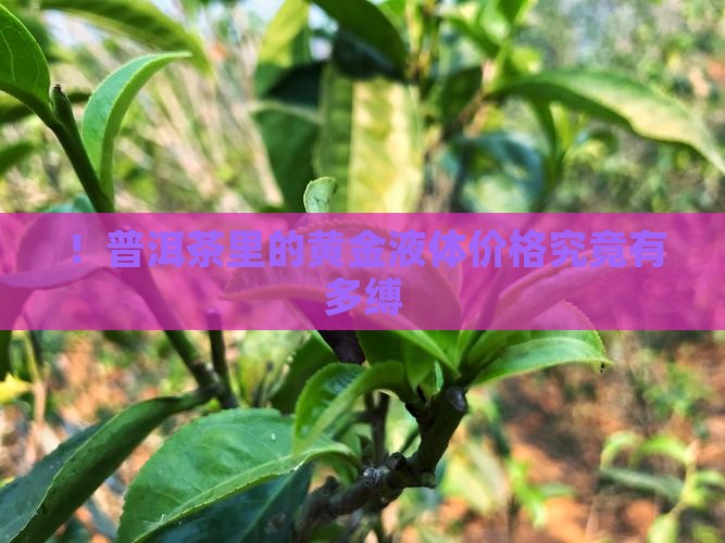！普洱茶里的黄金液体价格究竟有多缚