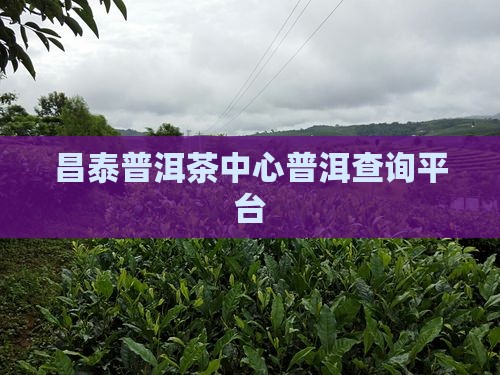 昌泰普洱茶中心普洱查询平台