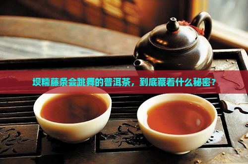 坝糯藤条会跳舞的普洱茶，到底藏着什么秘密？