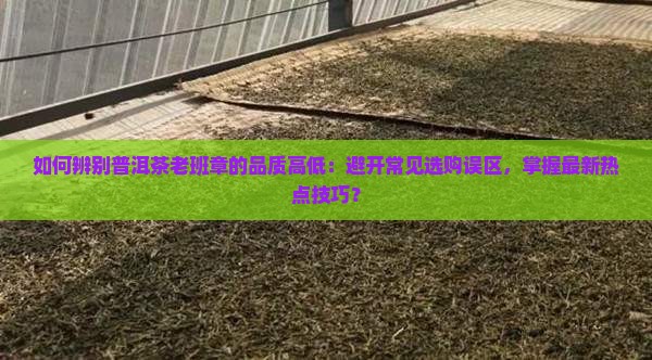 如何辨别普洱茶老班章的品质高低：避开常见选购误区，掌握最新热点技巧？