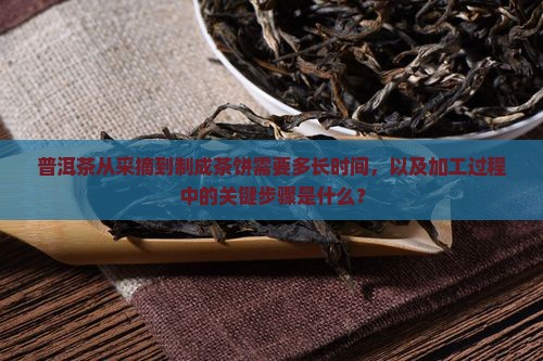 普洱茶从采摘到制成茶饼需要多长时间，以及加工过程中的关键步骤是什么？