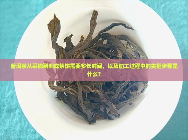 普洱茶从采摘到制成茶饼需要多长时间，以及加工过程中的关键步骤是什么？