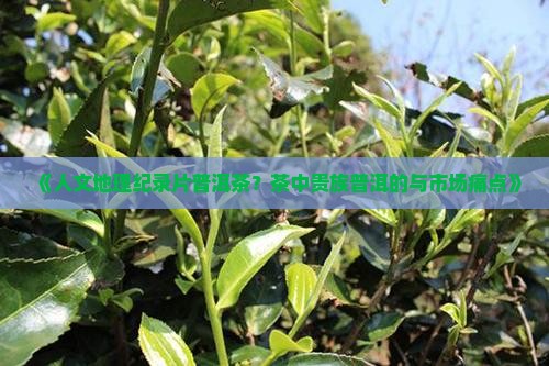 《人文地理纪录片普洱茶？茶中贵族普洱的与市场痛点》