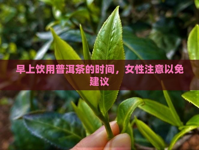 早上饮用普洱茶的时间，女性注意以免建议