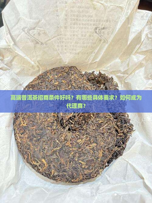 高端普洱茶招商条件好吗？有哪些具体要求？如何成为代理商？