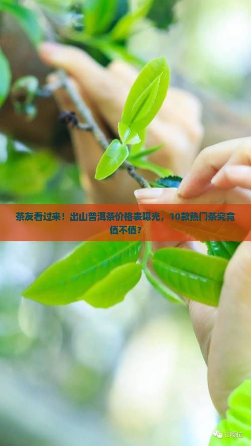 茶友看过来！出山普洱茶价格表曝光，10款热门茶究竟值不值？