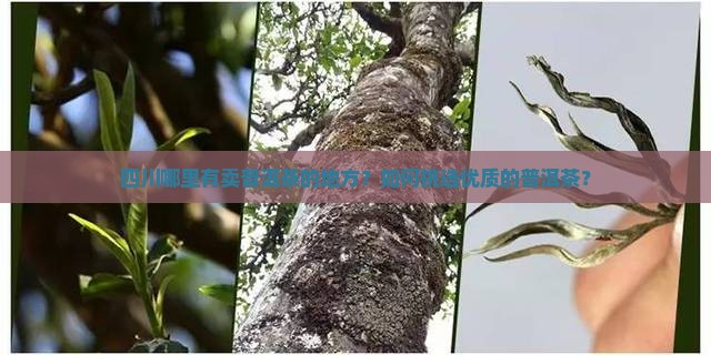 四川哪里有卖普洱茶的地方？如何挑选优质的普洱茶？