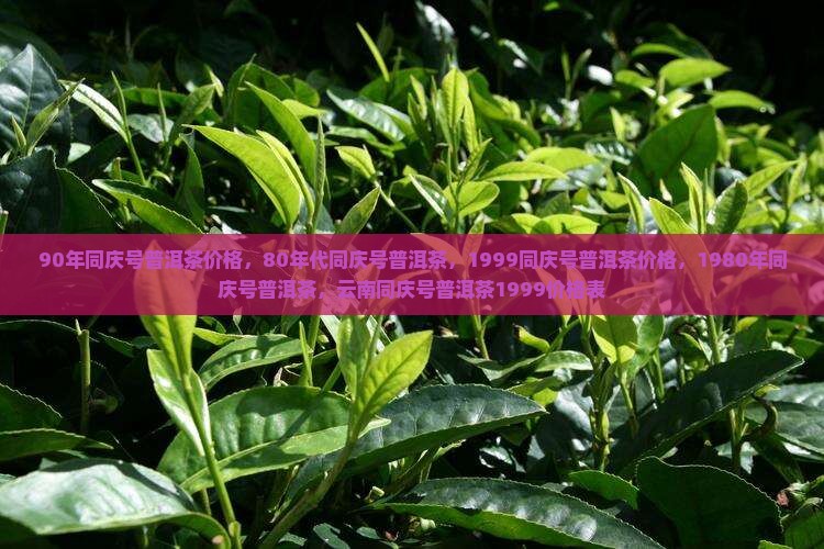 90年同庆号普洱茶价格，80年代同庆号普洱茶，1999同庆号普洱茶价格，1980年同庆号普洱茶，云南同庆号普洱茶1999价格表