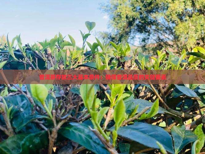 普洱茶存放三大基本条件：确保普洱品质的关键要素