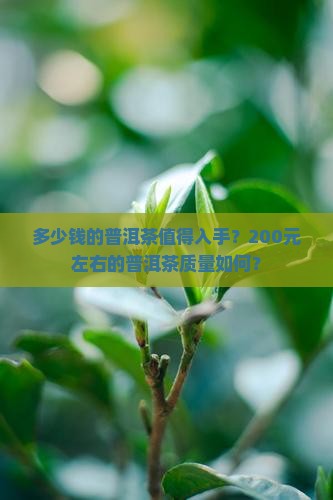 多少钱的普洱茶值得入手？200元左右的普洱茶质量如何？