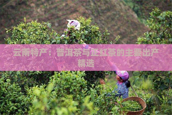 云南特产：普洱茶与正红茶的主要出产精选