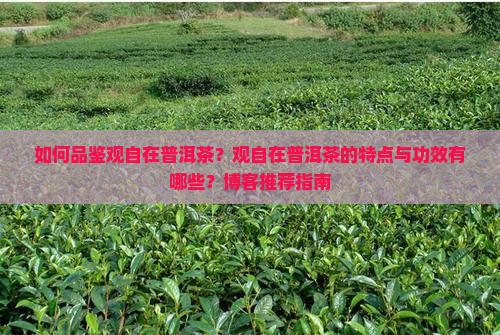 如何品鉴观自在普洱茶？观自在普洱茶的特点与功效有哪些？博客推荐指南