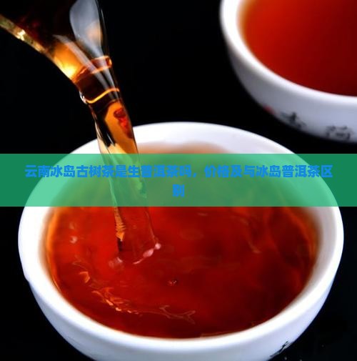 云南冰岛古树茶是生普洱茶吗，价格及与冰岛普洱茶区别