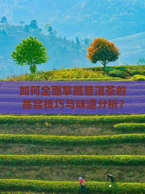 如何全面掌握普洱茶的品尝技巧与味道分析？