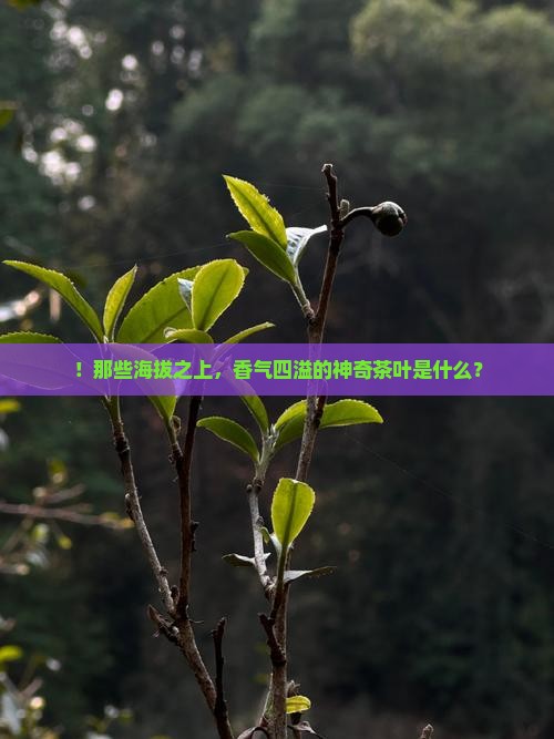 ！那些海拔之上，香气四溢的神奇茶叶是什么？