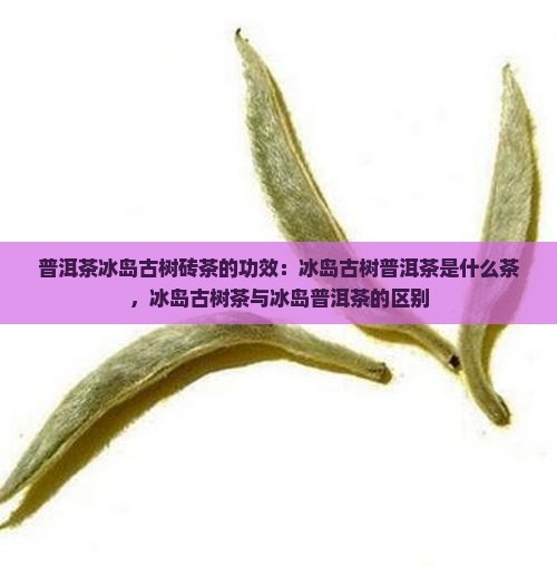 普洱茶冰岛古树砖茶的功效：冰岛古树普洱茶是什么茶，冰岛古树茶与冰岛普洱茶的区别