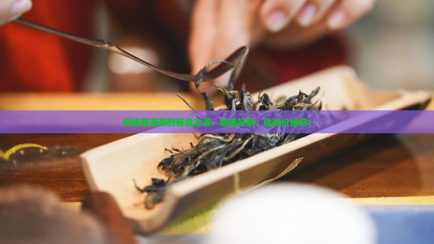 探秘普洱茶的秘境之源，精选好茶，批发价给你！