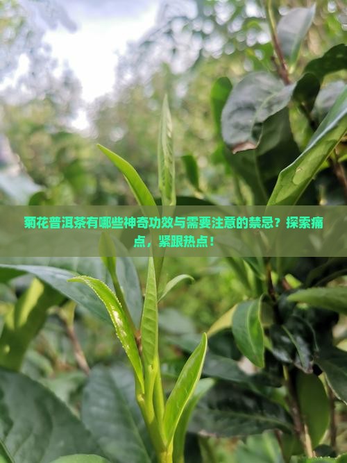 菊花普洱茶有哪些神奇功效与需要注意的禁忌？探索痛点，紧跟热点！