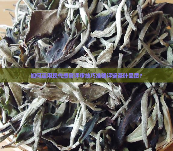 如何运用现代感官评审技巧准确评鉴茶叶品质？