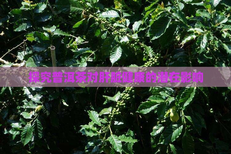 探究普洱茶对肝脏健康的潜在影响