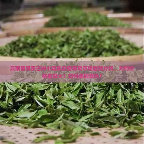 云南普洱茶古树小龙珠价格表及市场趋势分析，为何价格差异大？如何鉴别真伪？