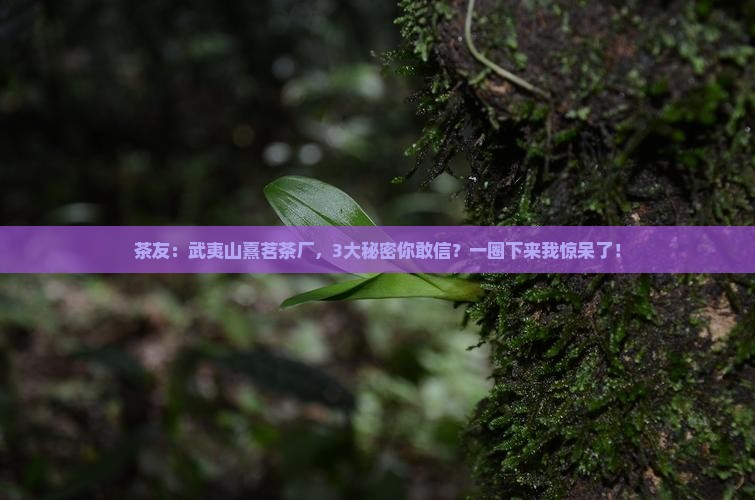 茶友：武夷山熹茗茶厂，3大秘密你敢信？一圈下来我惊呆了！