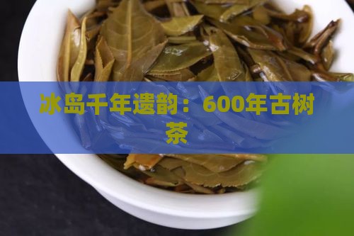 冰岛千年遗韵：600年古树茶