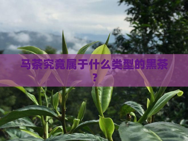 马茶究竟属于什么类型的黑茶？