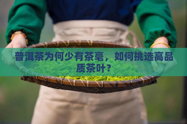 普洱茶为何少有茶毫，如何挑选高品质茶叶？