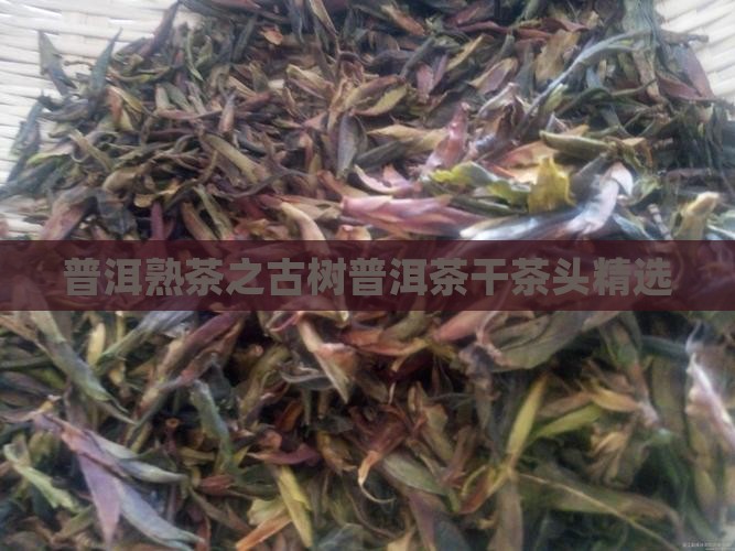 普洱熟茶之古树普洱茶干茶头精选