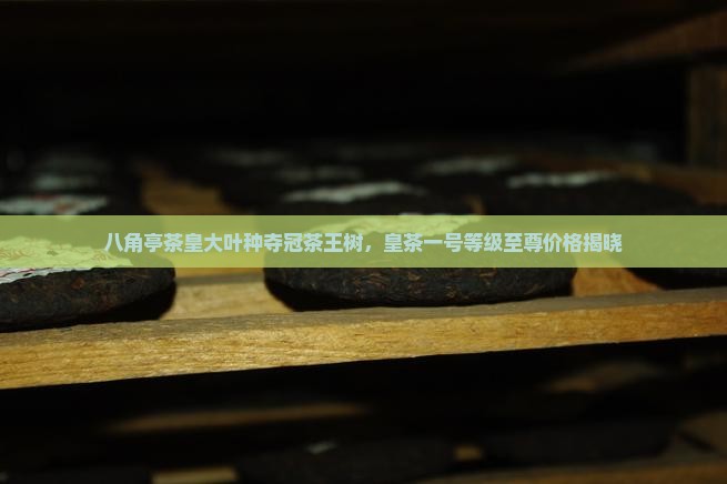 八角亭茶皇大叶种夺冠茶王树，皇茶一号等级至尊价格揭晓