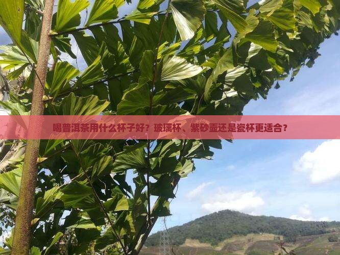 喝普洱茶用什么杯子好？玻璃杯、紫砂壶还是瓷杯更适合？