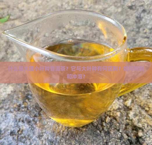 什么是大理小叶种普洱茶？它与大叶种有何区别？如何辨别和冲泡？