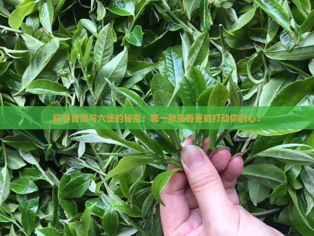 探寻普洱与六堡的秘密：哪一款茶香更能打动你的心？