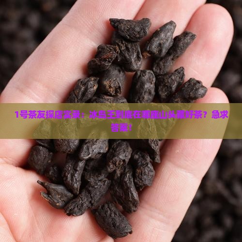 1号茶友探店实录：冰岛王到底在哪座山头藏好茶？急求答案！