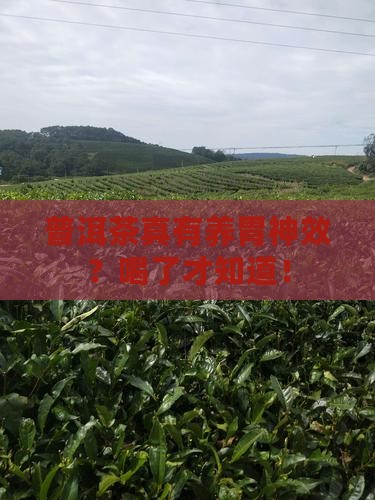 普洱茶真有养胃神效？喝了才知道！