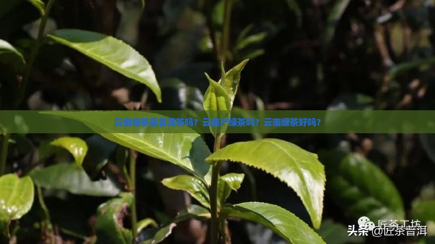 云南绿茶是普洱茶吗？云南产绿茶吗？云南绿茶好吗？