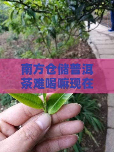 南方仓储普洱茶难喝嘛现在还能喝吗