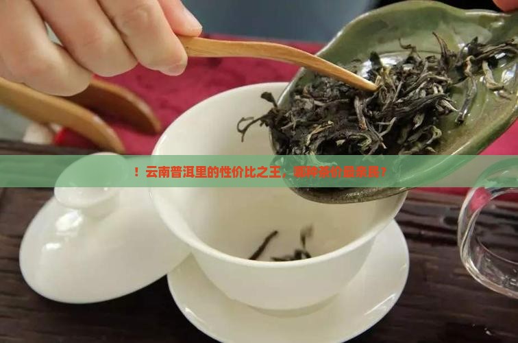 ！云南普洱里的性价比之王，哪种茶价最亲民？