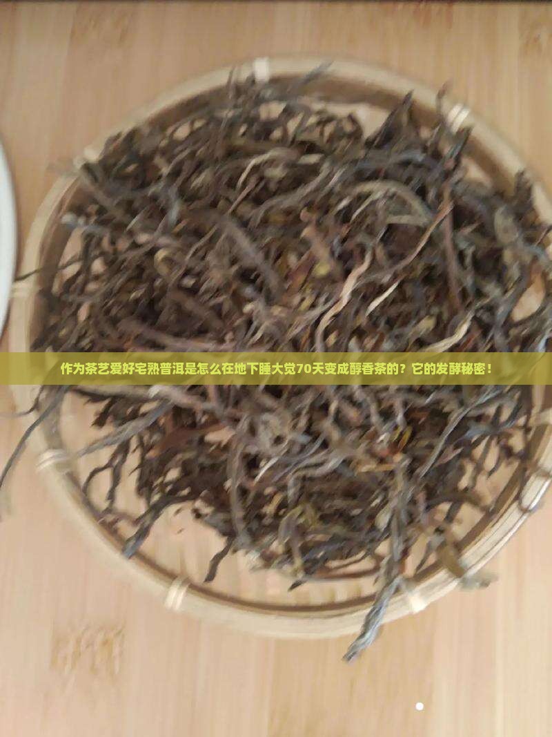 作为茶艺爱好宅熟普洱是怎么在地下睡大觉70天变成醇香茶的？它的发酵秘密！