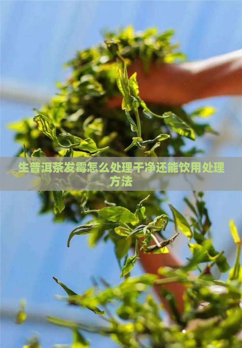 生普洱茶发霉怎么处理干净还能饮用处理方法