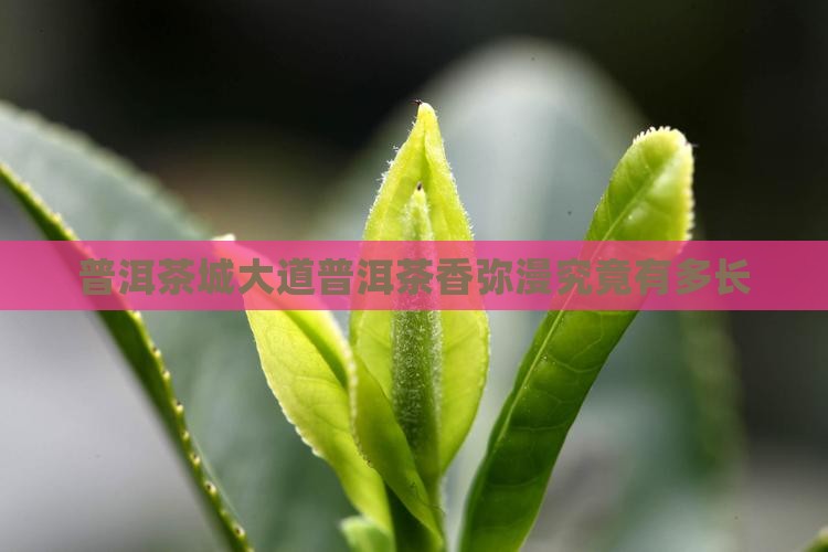普洱茶城大道普洱茶香弥漫究竟有多长